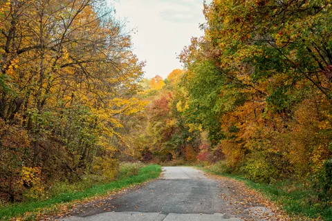 Autumn Forest 4K Wallpaper · nature · 3840×2560