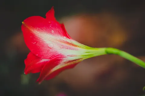 빗방울 4K 배경화면 · nature · 3840×2560