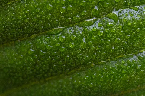 Fond d'écran Gouttes de pluie 4K · nature · 3840×2560