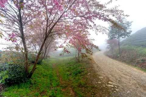 雾中道路 4K壁纸 · nature · 3840×2560