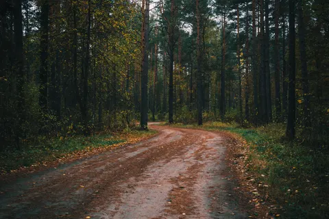 Autumn Forest 4K Wallpaper · nature · 3840×2563
