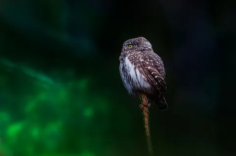 猫头鹰 4K壁纸 · animals · 3840×2553