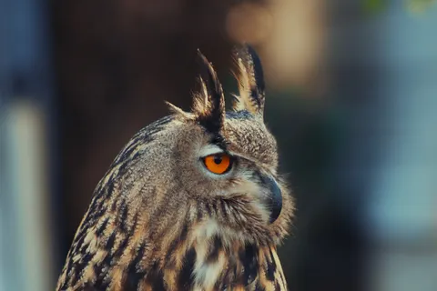 Fondo de pantalla Búho 4K · animals · 3840×2560
