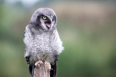 Fond d'écran Hibou 4K · animals · 3840×2560