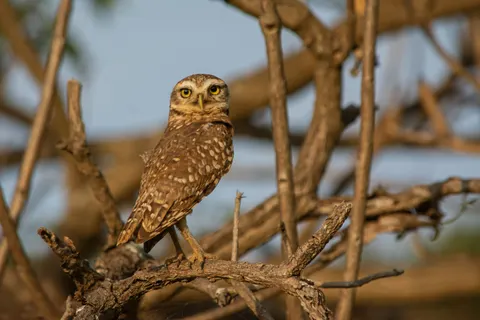 Owl 4K Wallpaper · animals · 3840×2560