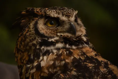Owl 4K Wallpaper · animals · 3840×2560