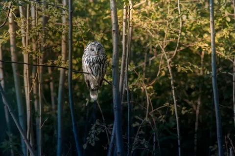 Eule 4K Hintergrundbild · animals · 3840×2560