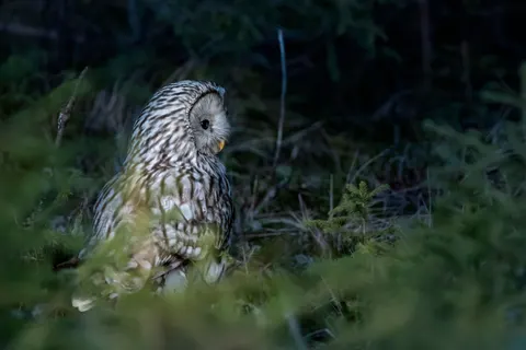 Eule 4K Hintergrundbild · animals · 3840×2560