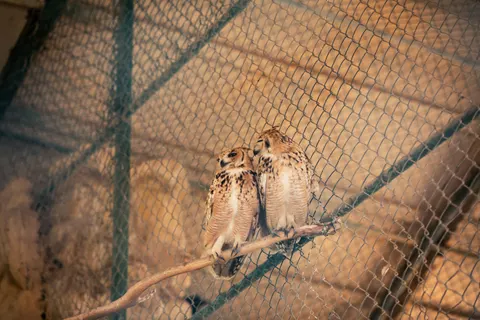 Owl 4K Wallpaper · animals · 3840×2560