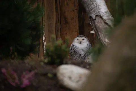 Owl 4K Wallpaper · animals · 3840×2563