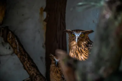 Owl 4K Wallpaper · animals · 3840×2560