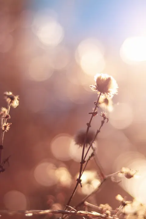 Lấy Nét Mềm Mại Hình Nền Điện Thoại · lockscreen · 1440×2160
