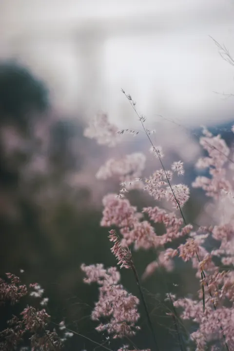 Fokus Lembut Wallpaper HP · lockscreen · 1440×2160