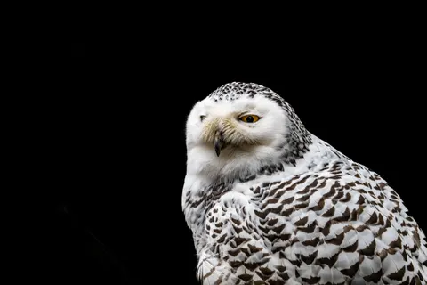 Eule 4K Hintergrundbild · animals · 3840×2560