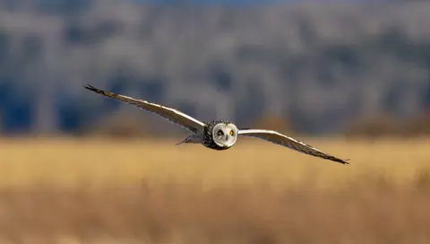 Fondo de pantalla Búho 4K · animals · 3840×2177