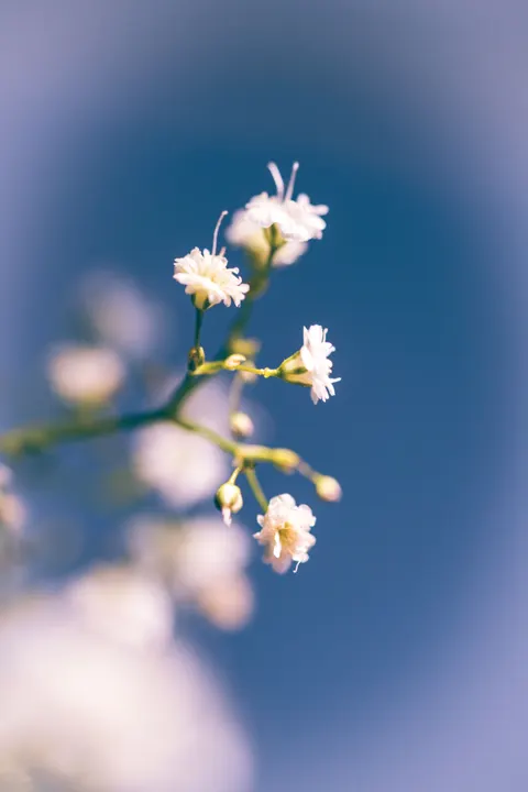 Zachte focus Telefoon Achtergrond · lockscreen · 1440×2159