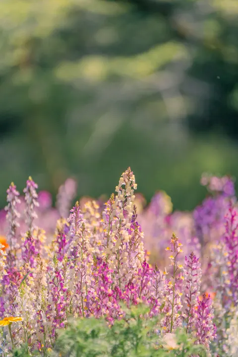 Soft Focus Phone Wallpaper · lockscreen · 1440×2160