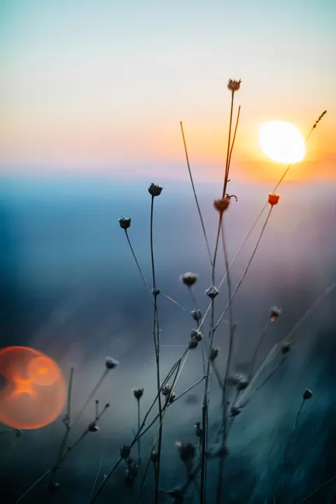 सॉफ्ट फोकस मोबाइल वॉलपेपर · lockscreen · 1440×2160
