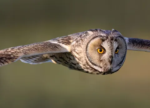 Owl 4K Wallpaper · animals · 3840×2756