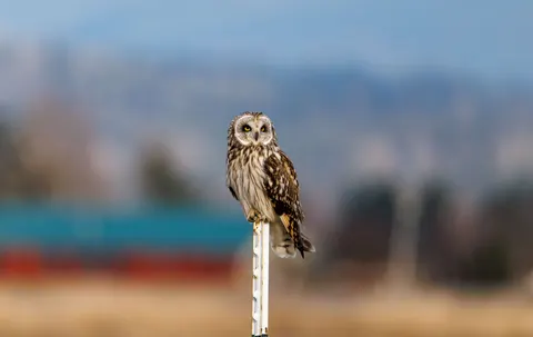 خلفية بومة بدقة 4K · animals · 3840×2422