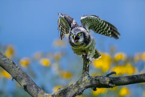 Eule 4K Hintergrundbild · animals · 3840×2560