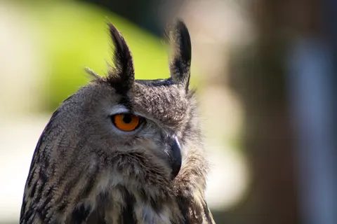 خلفية بومة بدقة 4K · animals · 3840×2560
