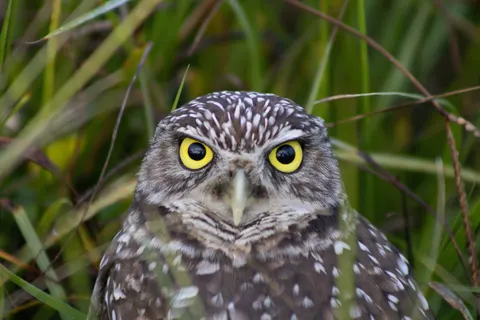 Owl 4K Wallpaper · animals · 3840×2560