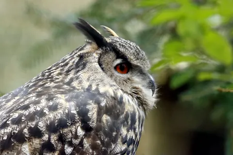 Eule 4K Hintergrundbild · animals · 3840×2560