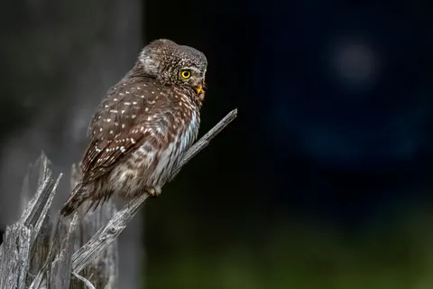 Owl 4K Wallpaper · animals · 3840×2560