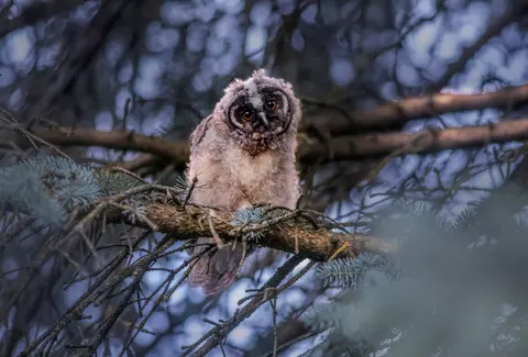 Обои Сова 4K · animals · 3840×2601