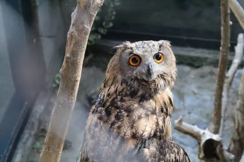 Papel de parede Coruja 4K · animals · 3840×2560