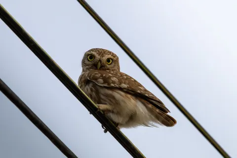 Owl 4K Wallpaper · animals · 3840×2560