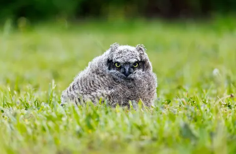 Eule 4K Hintergrundbild · animals · 3840×2508
