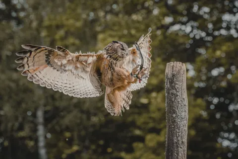 Papel de parede Coruja 4K · animals · 3840×2560