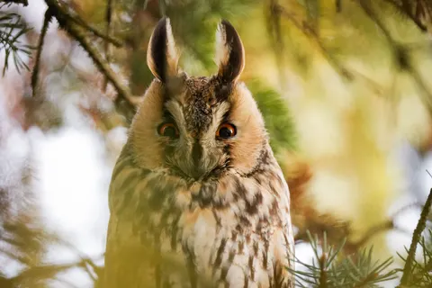 Owl 4K Wallpaper · animals · 3840×2560