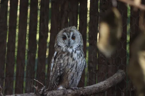 Owl 4K Wallpaper · animals · 3840×2560