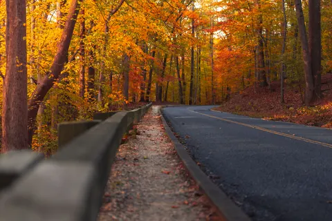 Sfondo Foresta Autunnale 4K · nature · 3840×2561