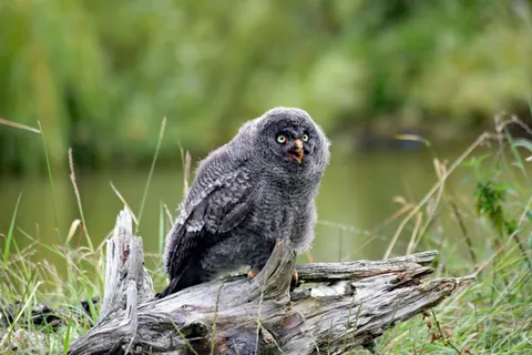 Eule 4K Hintergrundbild · animals · 3840×2560