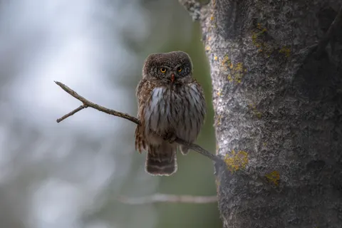 Owl 4K Wallpaper · animals · 3840×2560