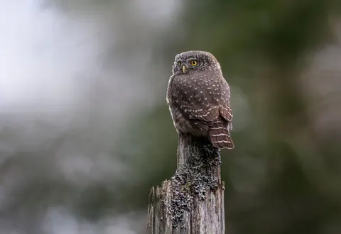 Owl 4K Wallpaper · animals · 3840×2645