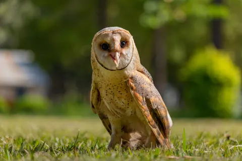 Eule 4K Hintergrundbild · animals · 3840×2560