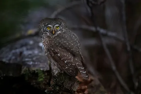 Owl 4K Wallpaper · animals · 3840×2560