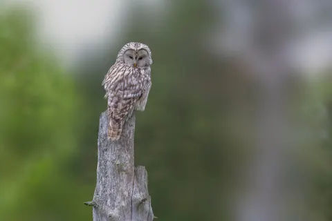 Eule 4K Hintergrundbild · animals · 3840×2564