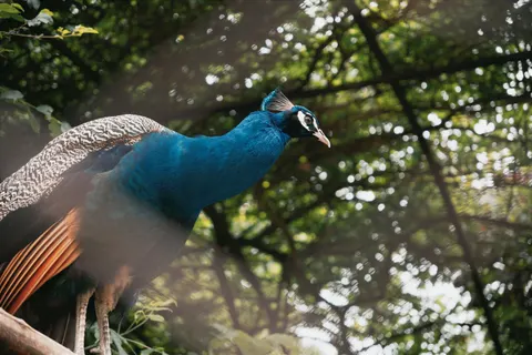 Fond d'écran Oiseau tropical 4K · animals · 3840×2560