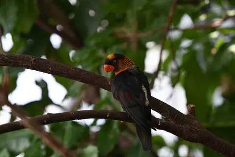 Tropical Bird 4K Wallpaper · animals · 3840×2560