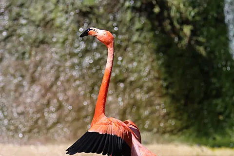 خلفية طائر استوائي بدقة 4K · animals · 3840×2560