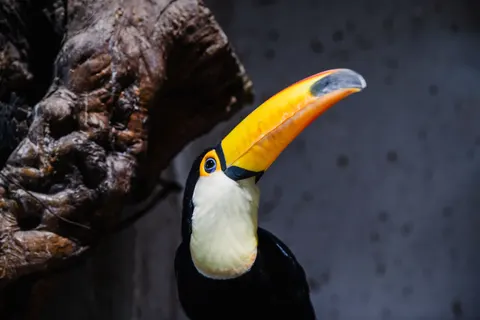 Tropical Bird 4K Wallpaper · animals · 3840×2560