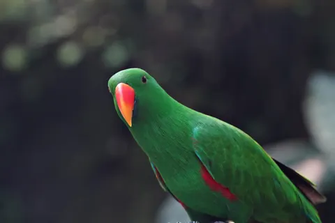 Tropical Bird 4K Wallpaper · animals · 3840×2560