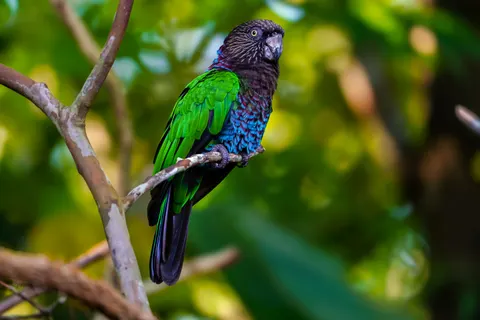 خلفية طائر استوائي بدقة 4K · animals · 3840×2560
