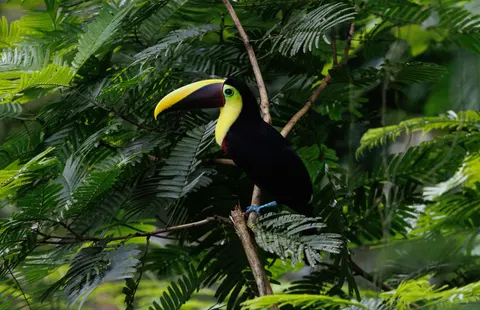 Fond d'écran Oiseau tropical 4K · animals · 3840×2483